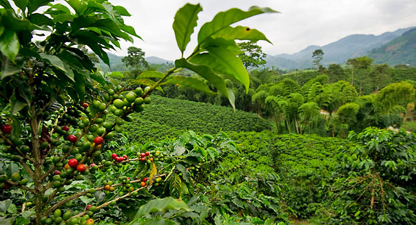 Picture of a coffee plantation at the Hacienda Villa Martha in the municipality of La Gloria, department of Risaralda, Colombia, taken on August 12, 2011. Colombia is recognized worldwide for its high quality coffee.   AFP PHOTO/LUIS ACOSTA   ----  MORE PICTURES IN IMAGE FORUM (Photo credit should read LUIS ACOSTA/AFP/Getty Images)